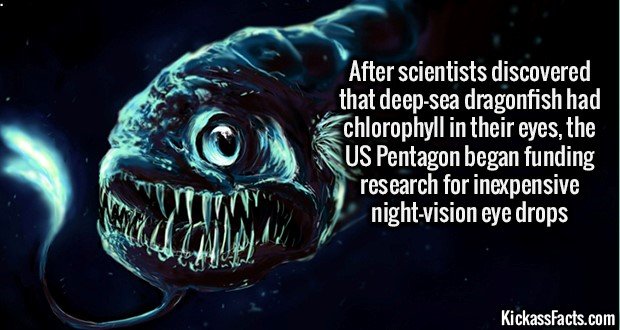 1322-Dragonfish.jpg