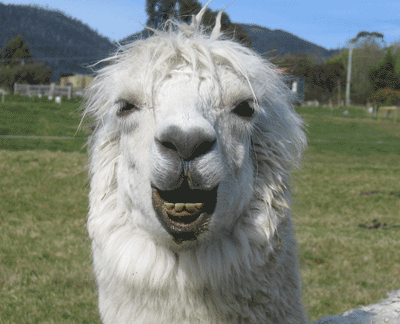 the-alpaca-sulk.gif