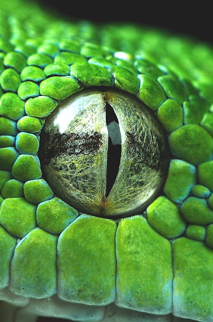 523130f6f4142e873a34c6e0f58b26d0--snake-eyes-a-snake.jpg