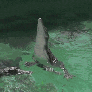 xhlc246lk8up.gif