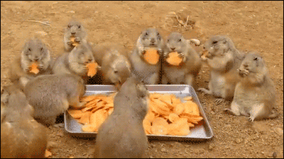 gifs_18.gif