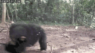dizzy-chimp.gif