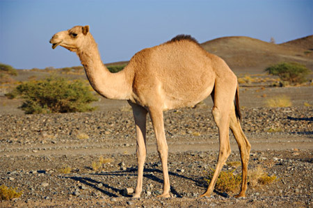 alnassma-camel.jpg