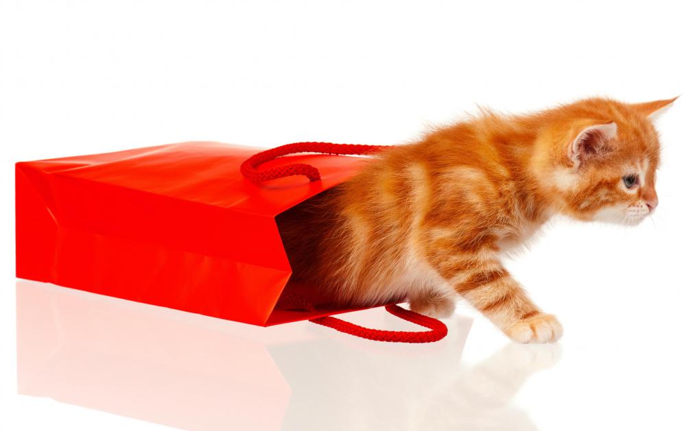 cat-in-bag.jpg