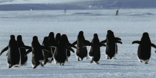 tumblr_mtzz54K9Vj1r61x1mo1_500.gif