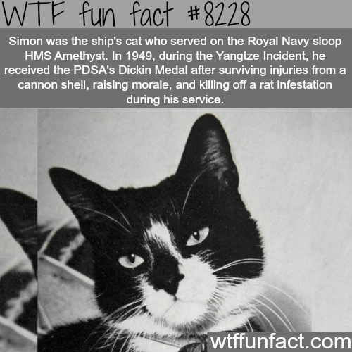 tumblr_p0uxz1DLgb1roqv59o1_500.png