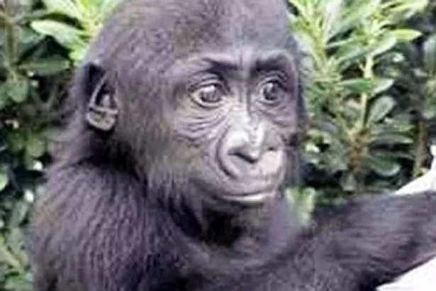 Harambe-the-gorilla.jpg