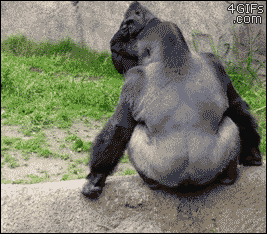 sp79bdn44pep.gif