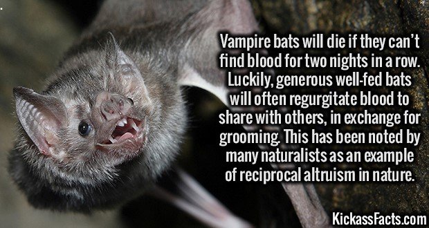 2021-Vampire-Bats.jpg
