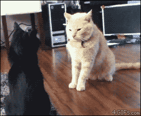 tumblr_mdq4ykMzme1rexgvto1_400.gif