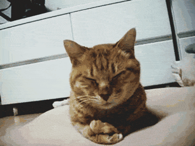 tumblr_inline_nqk88tFxWb1tov9al_500.gif