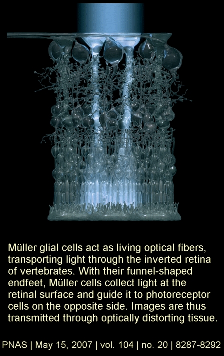 Muller%20Glial%20Cells.jpg