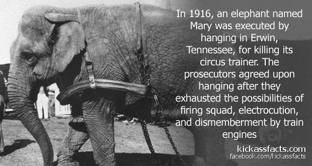 60ElephantExecution.jpg