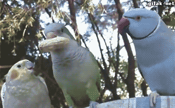 tumblr_nuv5q7JarJ1s2yegdo1_400.gif