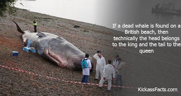 212BeachedWhale.jpg