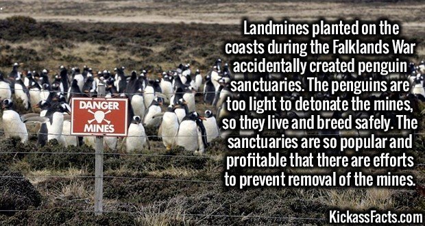 2031-Falklands-Penguins.jpg