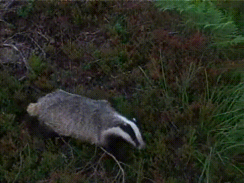 uulbhumwgrf3.gif