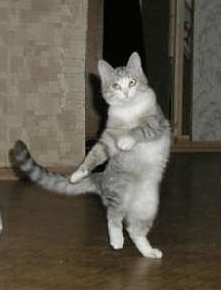 ff870eea33e99966e5c8186bdd656c31.gif