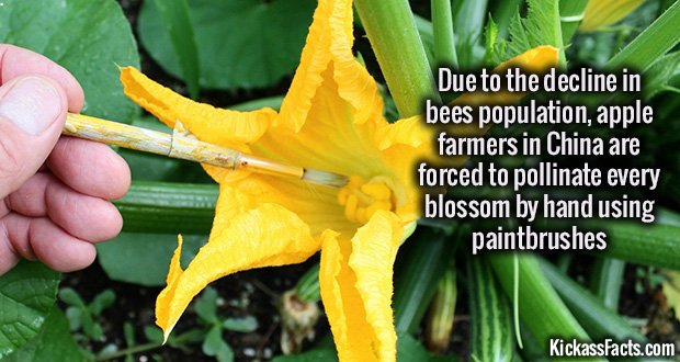 1007-Pollination-by-hand.jpg