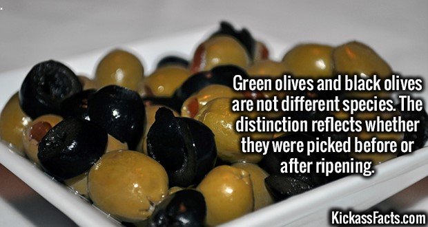 3487-Green-and-Black-Olives.jpg