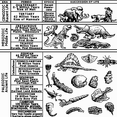 Fossil%20Record%201.jpg