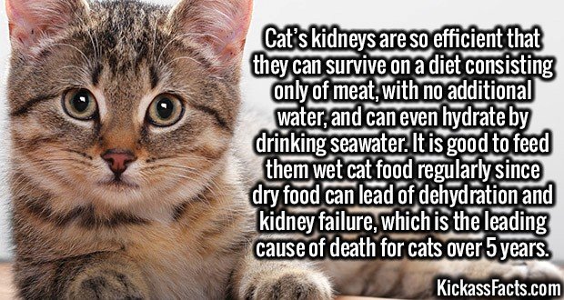 3076-Cat-Kidneys.jpg