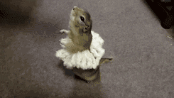 236981.gif