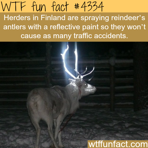 tumblr_ns3wtqi6HF1roqv59o1_500.png