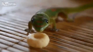 lwhm9ns5l8r4.gif