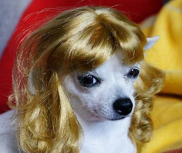 1dd5131cb8b3eaf9127692a1f96dd1d3--dog-with-wig-funny-wigs.jpg