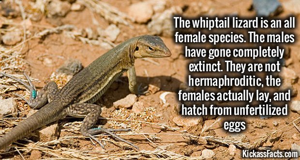 1022-Whiptail-Lizard.jpg