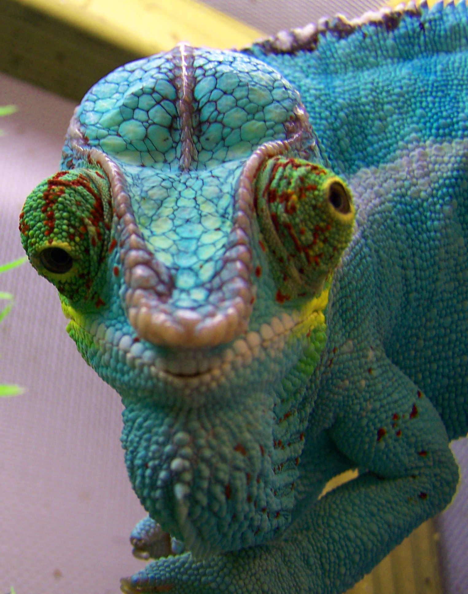 agoliath8.jpg