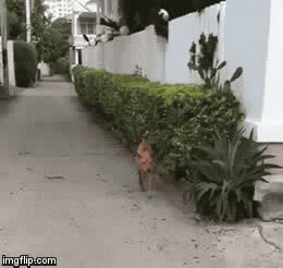 1xga9k.gif