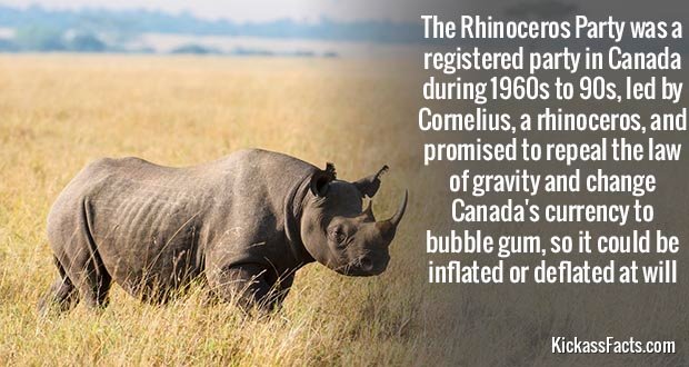 390Rhinoceros.jpg