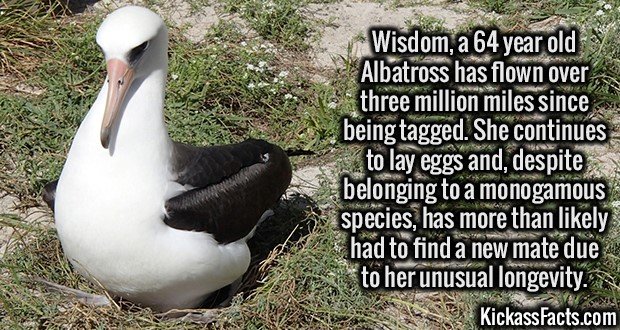 3044-Wisdom-Albatross.jpg