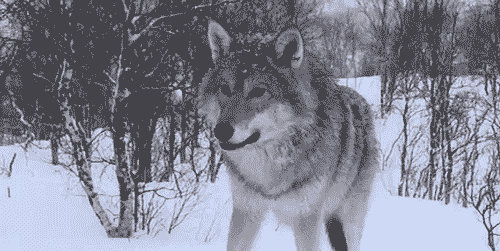 tumblr_m7409mTYt31rqt8s8o1_500.gif