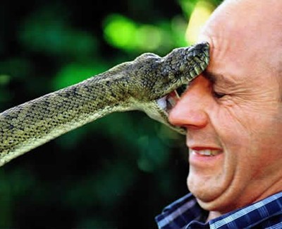 5525_2763_snake-bites-face1.jpg