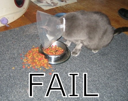 cat_fail-14136_medium.jpg