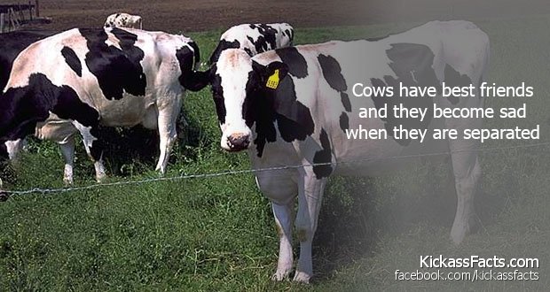144Cows.jpg