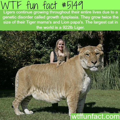 tumblr_o1bejmPU5q1roqv59o1_500.png