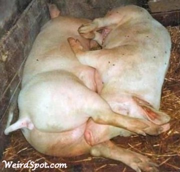porci-69position.jpg