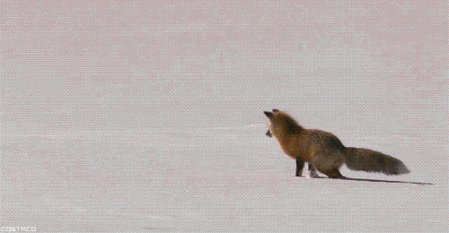 tumblr_m51vqhjn881r4863go1_500.gif