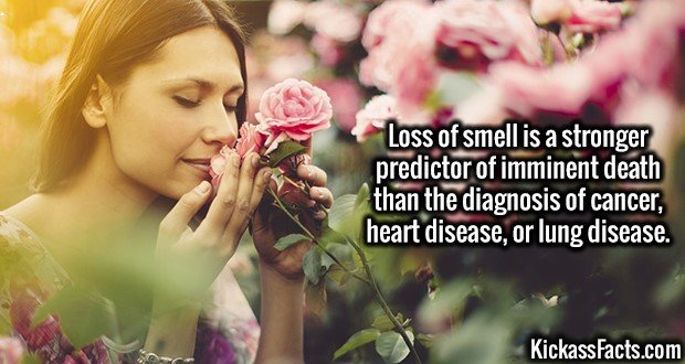 3190-Smell.jpg