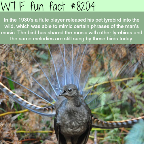 tumblr_p0ill574Fs1roqv59o1_500.png
