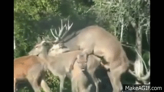2eVzmr.gif