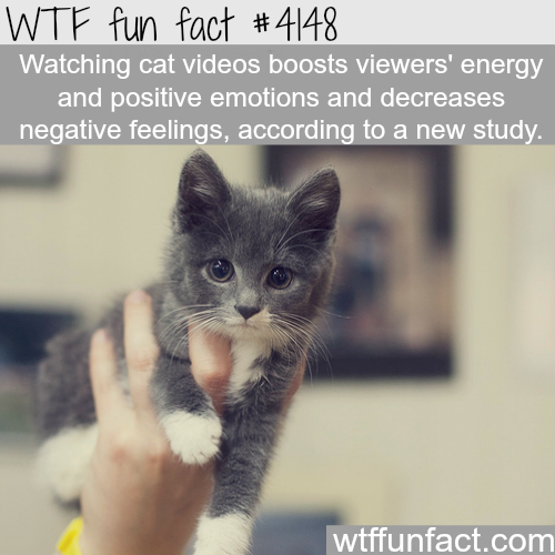 tumblr_nq6b1jW9fZ1roqv59o1_500.png