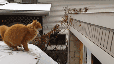 1510259237184947405.gif
