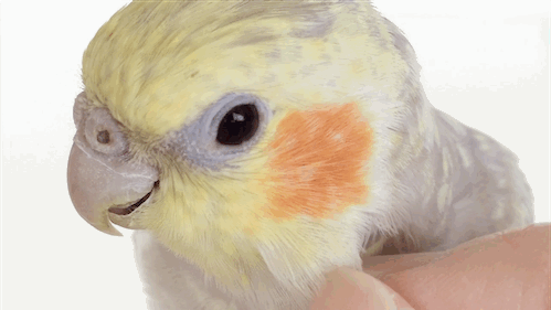 2sbmuaxiz3yu.gif
