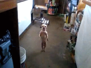 tumblr_m9kzjsc8RT1rpzjbco1_400.gif