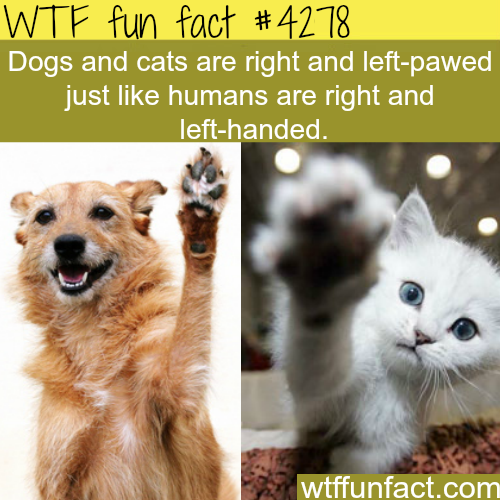 tumblr_nri6ka0LRc1roqv59o1_500.png